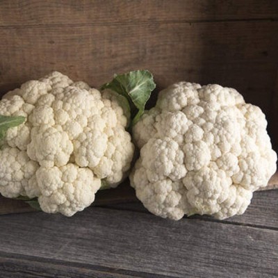 CYBEXIS XL-63 - Cauliflower Mardi 9766 (White) Hybrid - (1350 Seeds) Seed(1350 per packet)