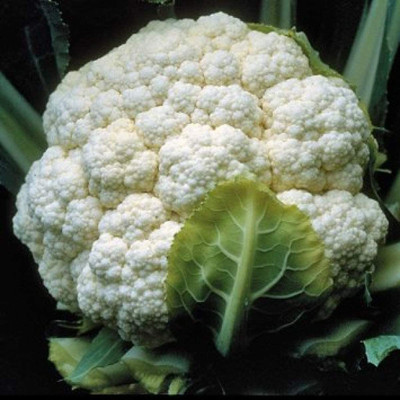 CYBEXIS XL-12 - of Cauliflower Snowball Y Improved - (1350 Seeds) Seed(1350 per packet)
