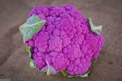 MKR Enterprises Cauliflower Seed(1000 per packet)