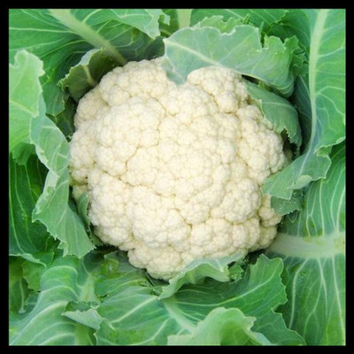 CYBEXIS PAU-28 - Snowball Improved Cauliflower - (450 Seeds) Seed(450 per packet)