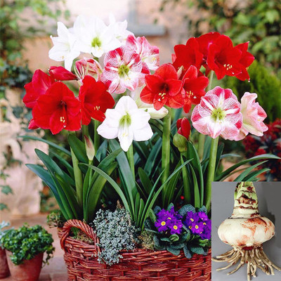 Audbhidhi Hippeastrum/Amaryllis lily Mix Summer Seeds for Home Garden Combo Flower Bulbs Seed(5 per packet)