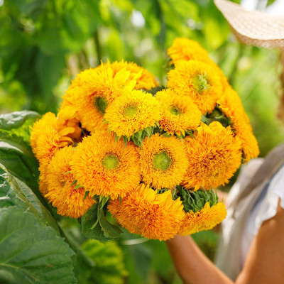 Gromax India Sungold Seeds With Free Try Me Seeds Pack Seed(40 per packet)