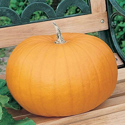 WILLVINE ATS-312 Connecticut Field OP Pumpkin Seeds Seed(50 per packet)