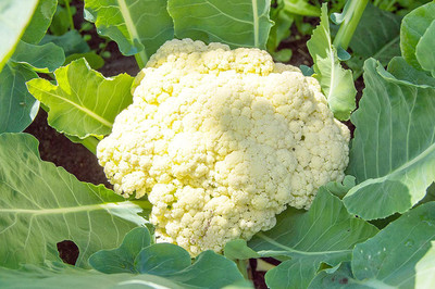 CYBEXIS NBIR-59 - Cauliflower Non GMO - (150 Seeds) Seed(150 per packet)