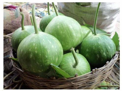 VibeX ® XXL-367 ROUND BOTTLE GOURD SEEDS Seed(50 per packet)