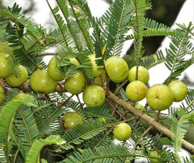 JAZEERA Amla Plant(Hybrid, Pack of 1)