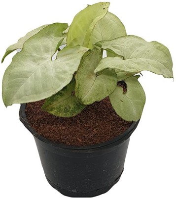 MHIMI Syngonium Plant(Hybrid, Pack of 1)