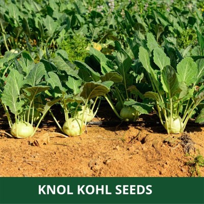 MKR Enterprises Knol Khol Seed(100 per packet)