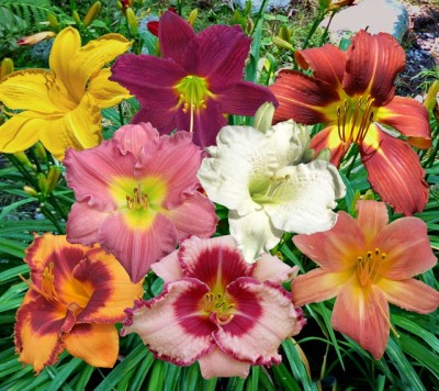 Udanta Daylily Flower Bulbs Pack Of 100 Bulbs Special For Summer Gardening Seed(100 per packet)