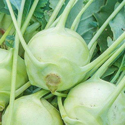 MKR Enterprises Knol Khol Seed(100 per packet)