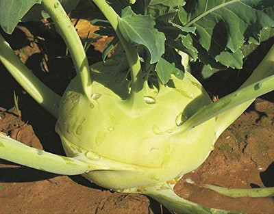 KANAYA Knol Khol Vegetable Fresh Hybrid Seed(100 per packet)