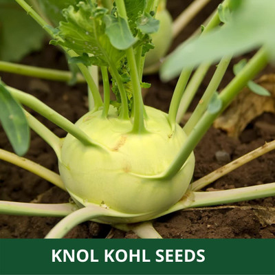 WILLVINE PUAS -XVI KNOL -KHOL/KOHLRABI/GANTH-GOBHI [25g] Seed(7500 per packet)
