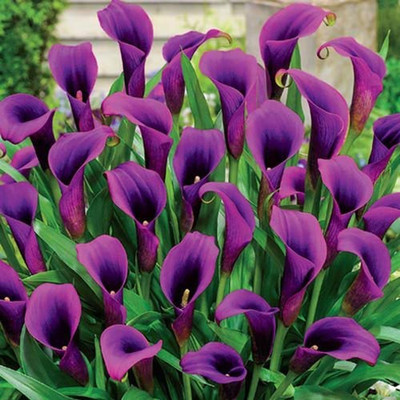 Audbhidhi Calla Lily Flower Bulbs Suitable for Winter Season Seed(2 per packet)