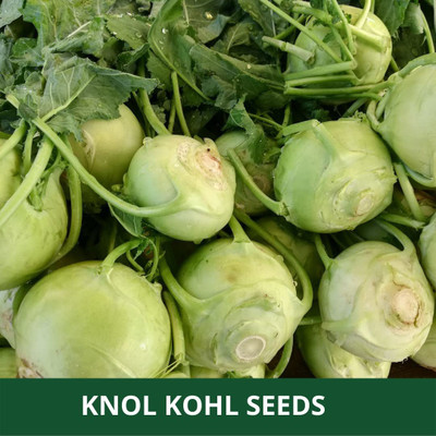 WILLVINE PAU -I Desi Knol Khol Vegetable Seed [1g] Seed(300 per packet)