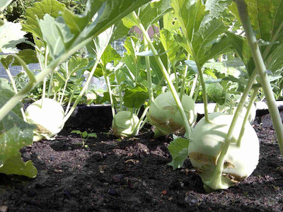 KANAYA Knol-Khol Vegetable Hybrid Quality Seed(90 per packet)