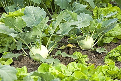 WILLVINE MEH -XIII Kholrabi/Knolkhol Early White Vienna F1 Hybrid [50g] Seed(15000 per packet)