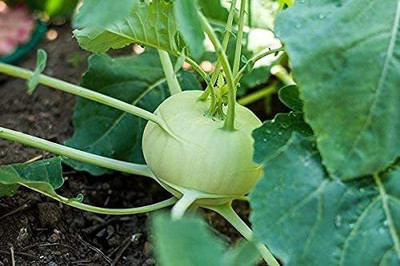 Aywal Hybrid Knol Khol White Vegetable Seed(2000 per packet)
