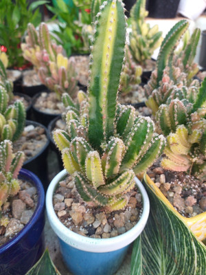 GRINHN Cactus Opuntia Microdasys Plant(Pack of 1)