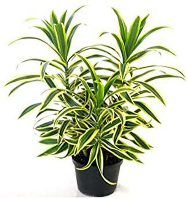 GURVEPLANTATIONI Song Of India Plant(Hybrid, Pack of 1)
