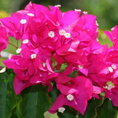 MHIMI Bougainvillea Plant(Hybrid, Pack of 1)