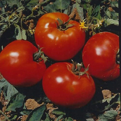 CYBEXIS KGF -20 - Abe Lincoln Tomato - (1350 Seeds) Seed(1350 per packet)