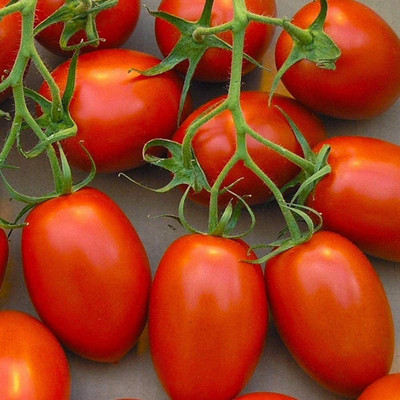 MKR Enterprises Tomato Seed(650 per packet)