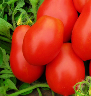 CYBEXIS LXI-22 - Roma VF Tomato - (150 Seeds) Seed(150 per packet)
