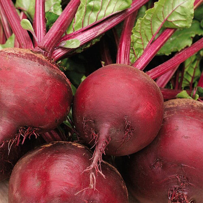 MKR Enterprises Beetroot Seed(100 per packet)