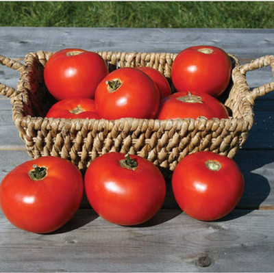 MKR Enterprises Tomato Seed(550 per packet)