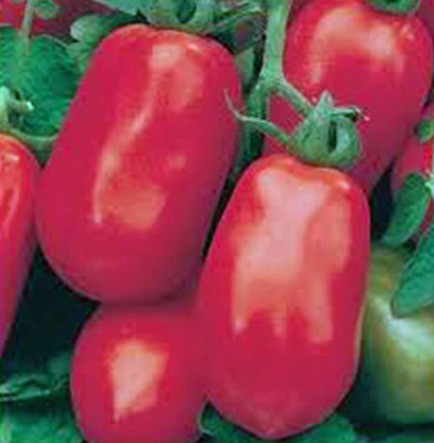 MKR Enterprises Tomato Seed(1000 per packet)