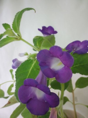 Audbhidhi Audbhidhi| Achimenes Purple Imported Flower Bulbs All Season ( 10 bulbs) Seed(10 per packet)