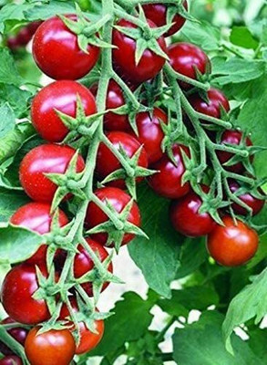 MKR Enterprises Tamatar Seed(450 per packet)