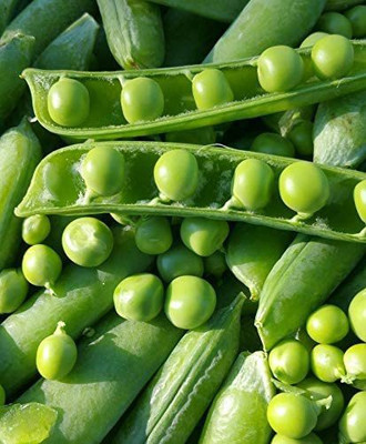 VibeX KGF -71 - Garden Pea - (100 Seeds) Seed(100 per packet)