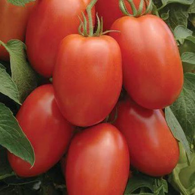 MKR Enterprises Tomato Seed(100 per packet)