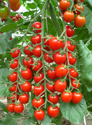Qausain Tomato Seed(400 per packet)