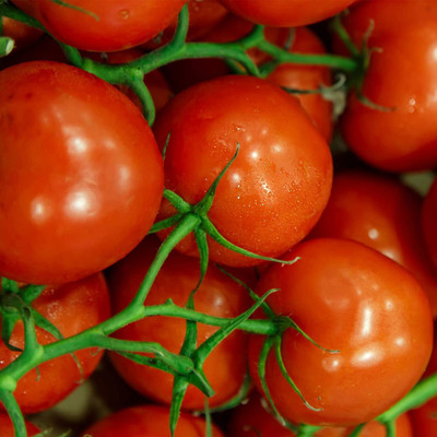 MKR Enterprises Tomato Seed(800 per packet)