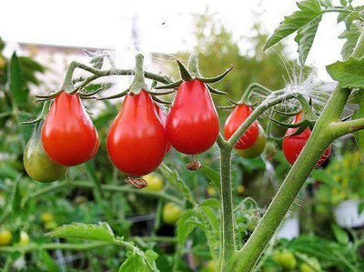 MKR Enterprises Tomato Seed(450 per packet)