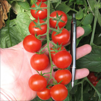 MKR Enterprises Tomato Seed(500 per packet)