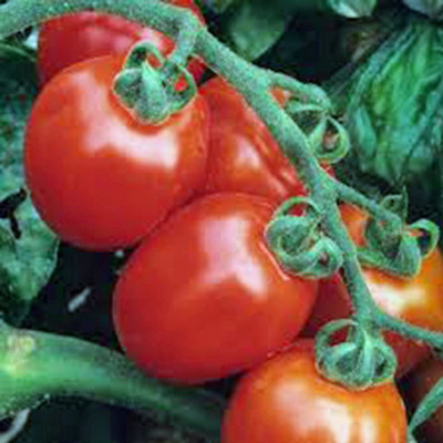 MKR Enterprises Tamatar Seed(900 per packet)