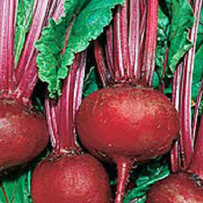 MKR Enterprises Beetroot Seed(300 per packet)