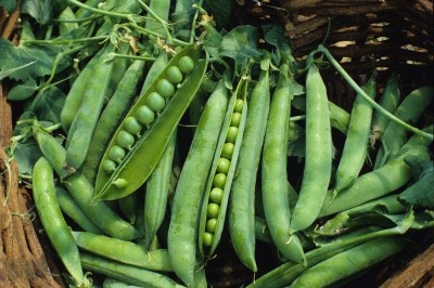 VibeX TLX-7 - Green Arrow Pea - (100 Seeds) Seed(100 per packet)