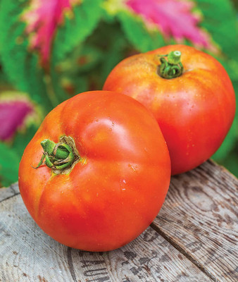 CYBEXIS ATS-16 - Better Boy Hybrid Large Slicing Red Tomato - (450 Seeds) Seed(450 per packet)