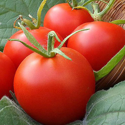 MKR Enterprises Tomato Seed(650 per packet)