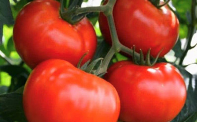 CYBEXIS XL-97 - Tomato Manitoba - (1350 Seeds) Seed(1350 per packet)