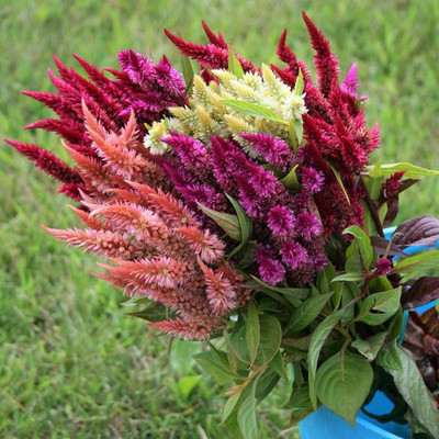 ZIXA CELOSIA ROQUETTE MIXED Seed(20 per packet)