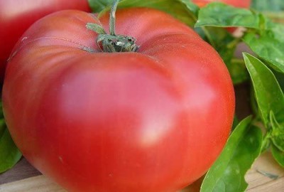 MKR Enterprises Tomato Seed(900 per packet)