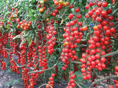 MKR Enterprises Tomato Seed(450 per packet)
