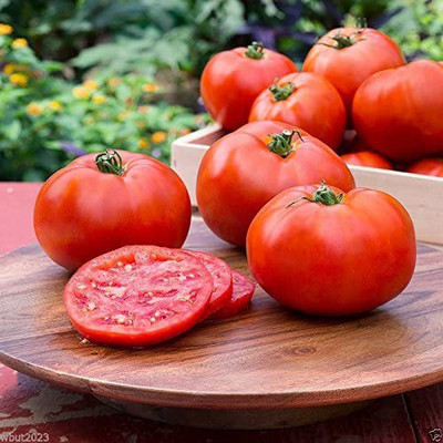 MKR Enterprises Tomato Seed(600 per packet)