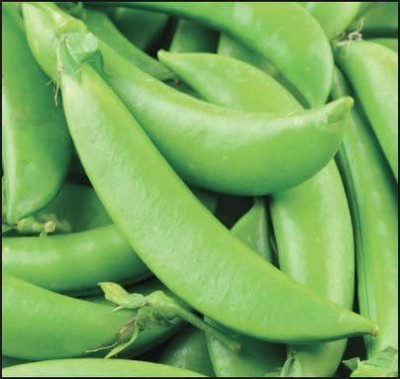 CYBEXIS PUAS-60 - Sugar Ann Snap Pea - (300 Seeds) Seed(300 per packet)