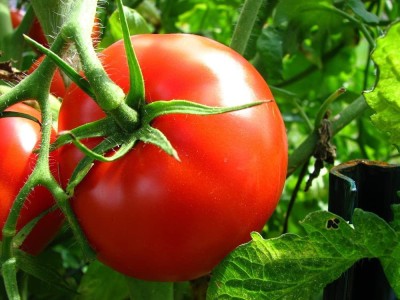 MKR Enterprises Tomato Seed(900 per packet)